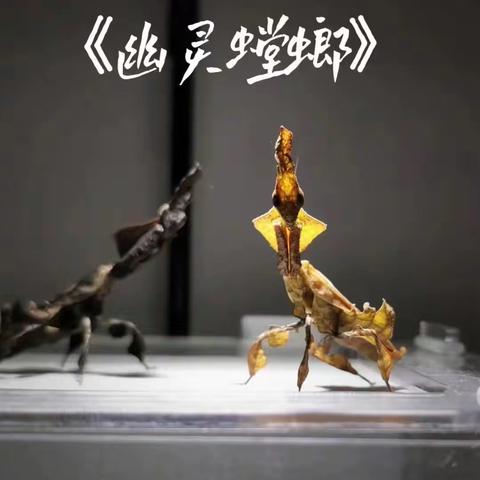 螳螂小记 籀园小学 张彦函