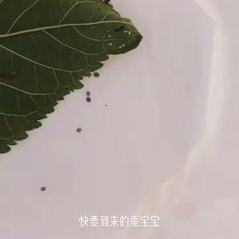 蚕的生命