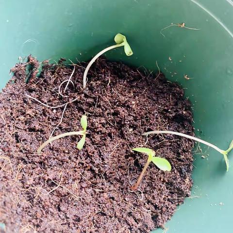 凤仙花 籀园小学 张彦函