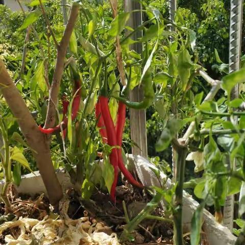 晒晒它们，分享快乐，愿各位亲朋好友身体健康，笑口常开