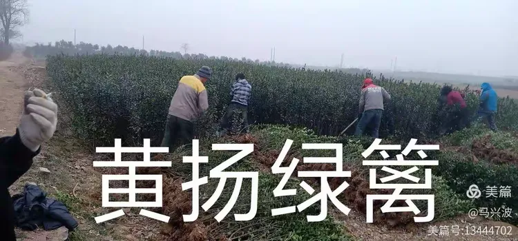 红叶石楠树苗什么价格能买