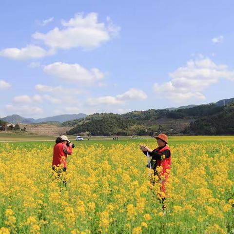 油菜花开妆点吾坂