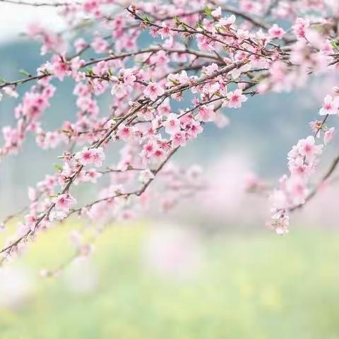 今日春风 最是人间好颜色