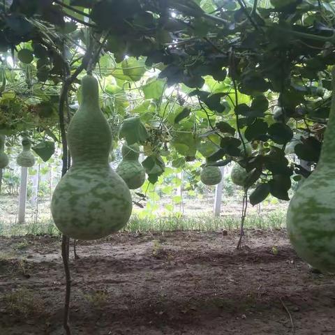 小伙伴艺术团游园花絮🌸