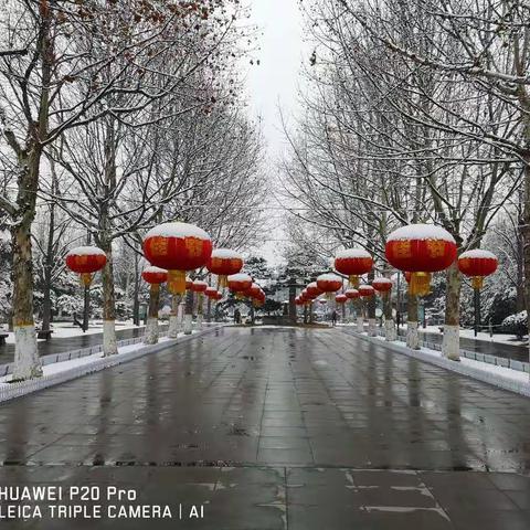 正月十五瑞雪吉祥！清晨植物园雪景拍摄花絮！