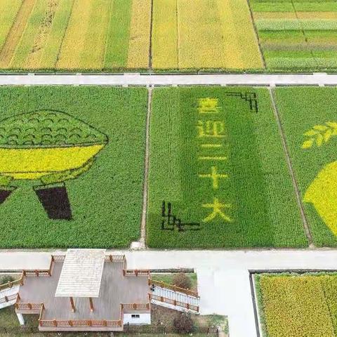 一粒米的故事——逸夫小学三3三4班2022学年项目学习