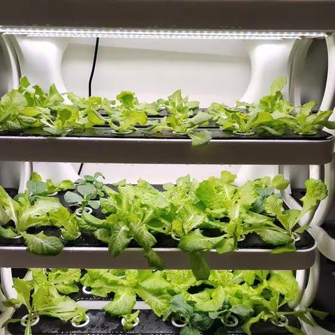 和平西路小学四1班小菜地丰收啦