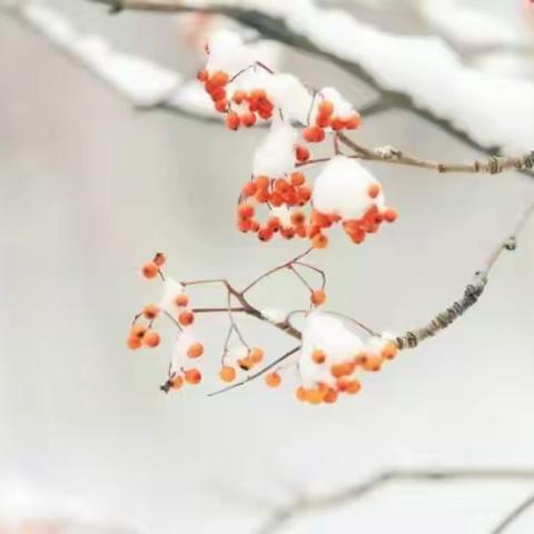 “二十四节气——小雪”