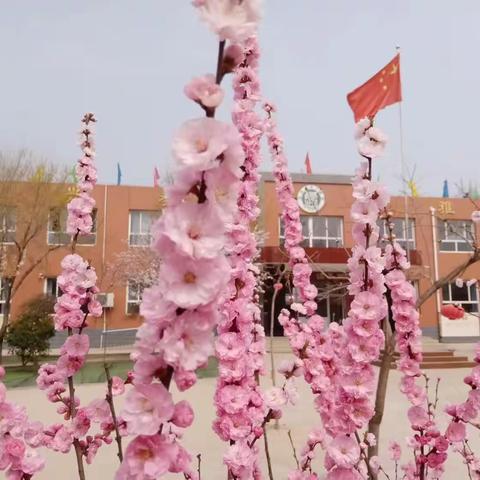 校园美景三月天，繁华似锦春满园––良下学校，三月美景，风景如画、美不胜收。