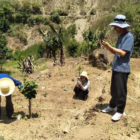 科技下乡暖民心 田间地头“把脉开方”——禄劝县农业农村局经济作物推广站到乌蒙乡指导特色水果种植