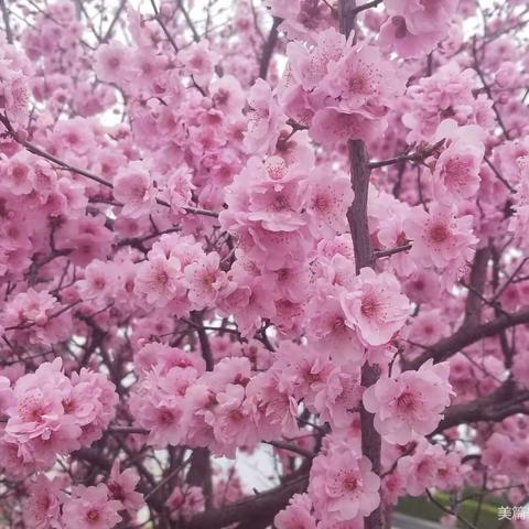 又是一年赏梅季