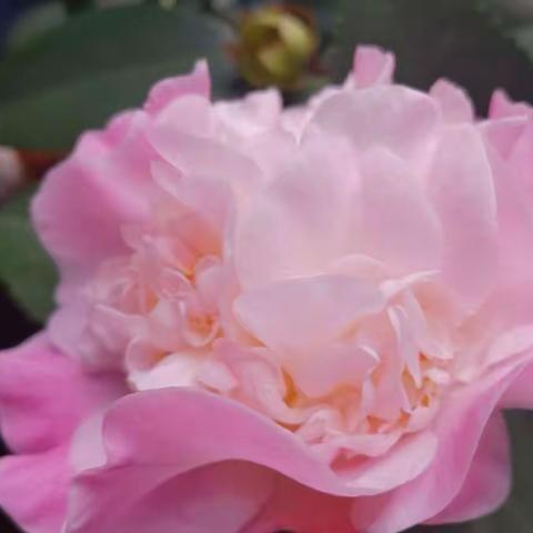 共渡风雨即红颜