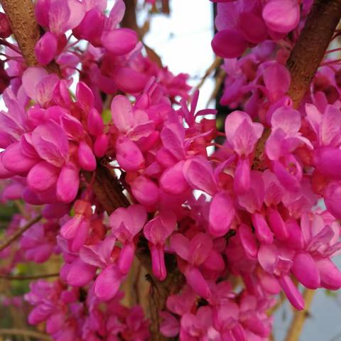 在你的梦境盛开