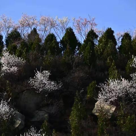 桃花沟