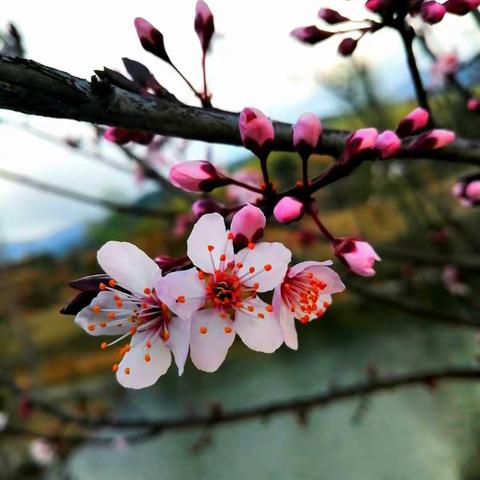 阳春三月，春暖花开🌺，约三、两好友，品一盏茶茗🍵……