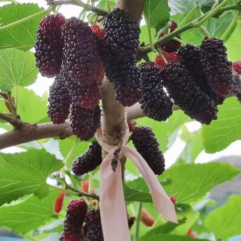 潮汕君姐农产品