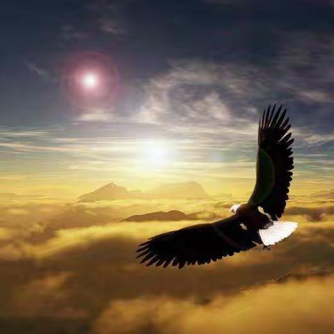 做搏击长空的雄鹰