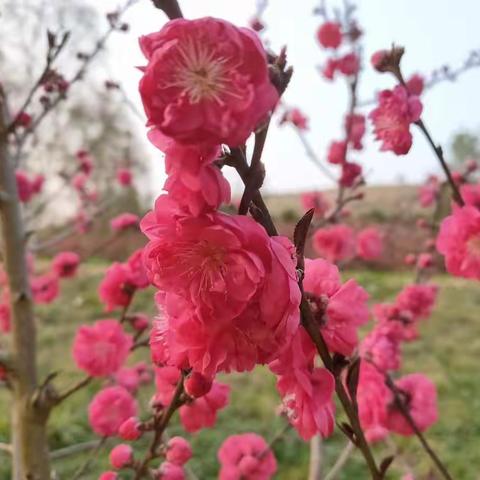 不负好春光——逍遥宅家记（六）