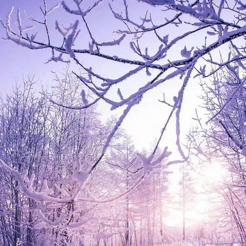 寒夜猕猴，清香怡人