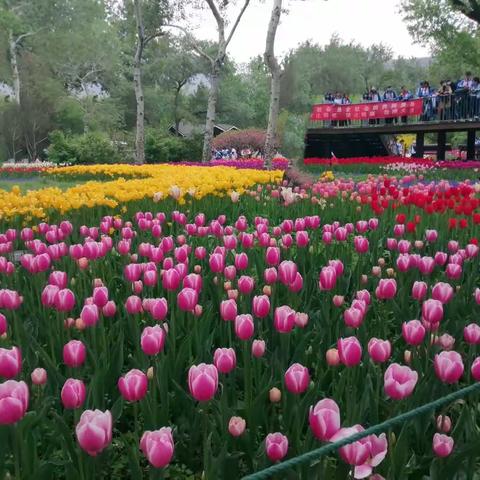 国家植物园～郁金香花季