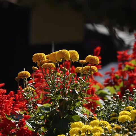 羊城冬日美如夏，十冬腊月赏菊花