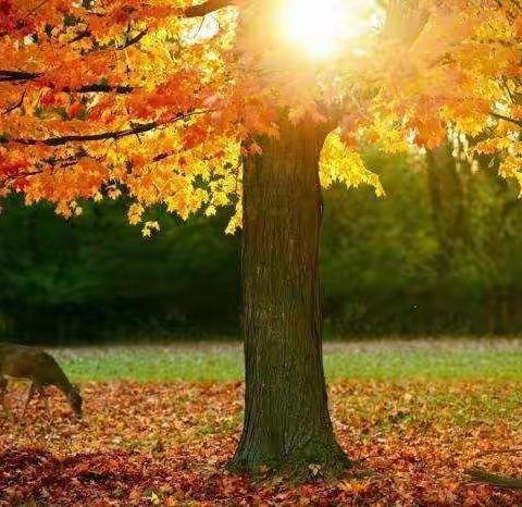 “秋季大晒场”――娜荷芽幼儿园秋日别样缤纷活动（三）