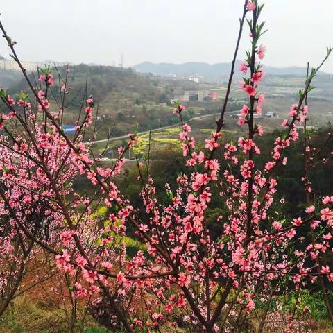 “魅力女神❤️美丽幼师”—水富县幼儿园庆祝“三八”国际劳动妇女节活动