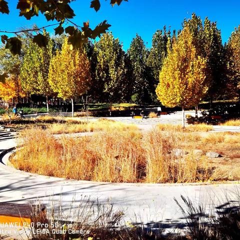 蓝靛厂公园之秋🍁☘️🍂