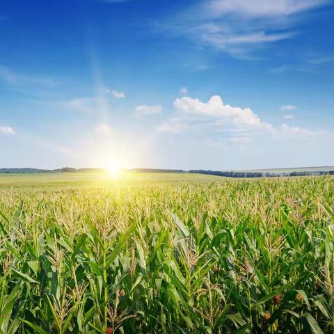 一米农田 播种希望