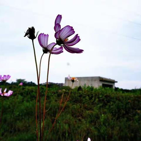 路边的格桑花