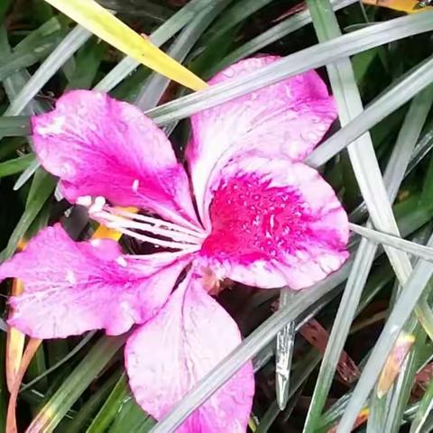 小花伴秋菊