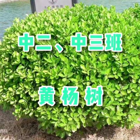 太湖小确幸之黄杨树