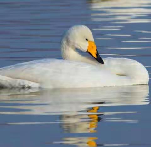 中条山南北之南面天鹅