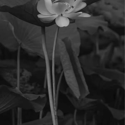 香远溢清 亭亭净植