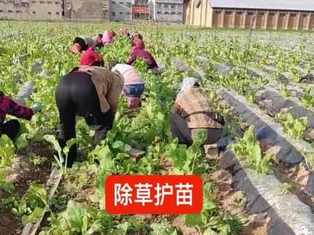 故乡风情——外甥女的芥茉田