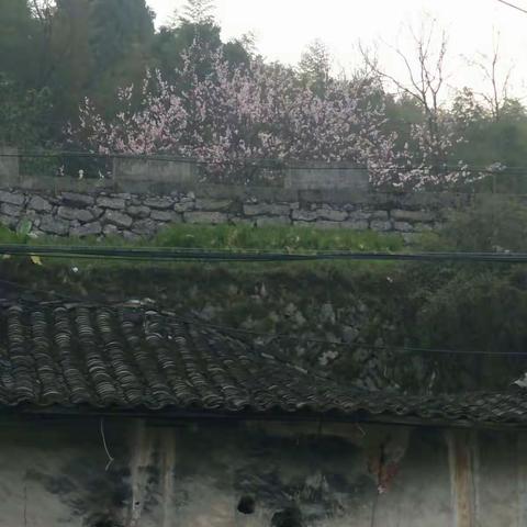 春暖花开，种颗小树来陪我一起长大！