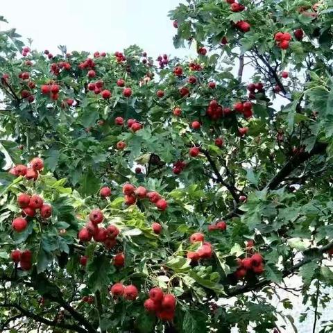 来吧，巩义这个地方百亩山楂红了！帮忙采摘可免费得山楂