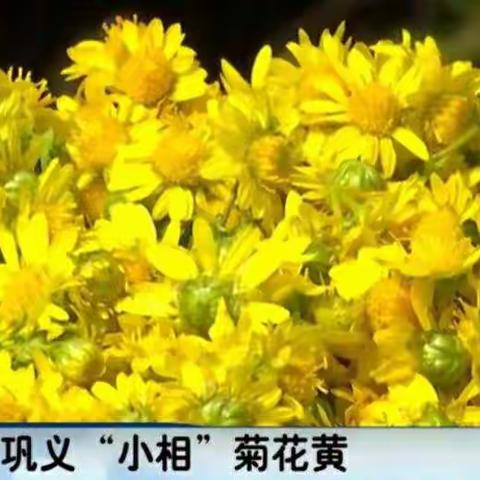 小相菊花喜获第十届上海国际现代农业品牌产品展览会金奖