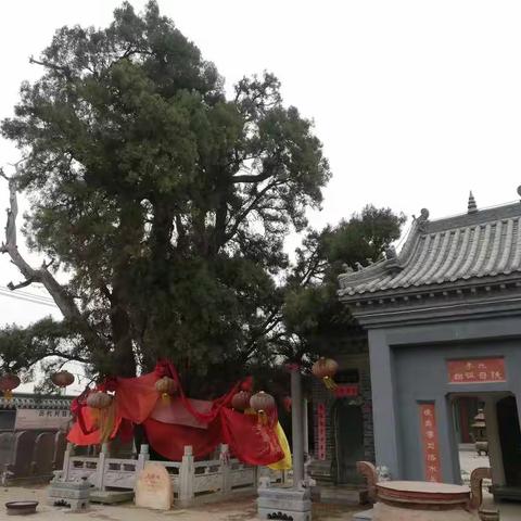 我的乡村发现之仓西六股柏