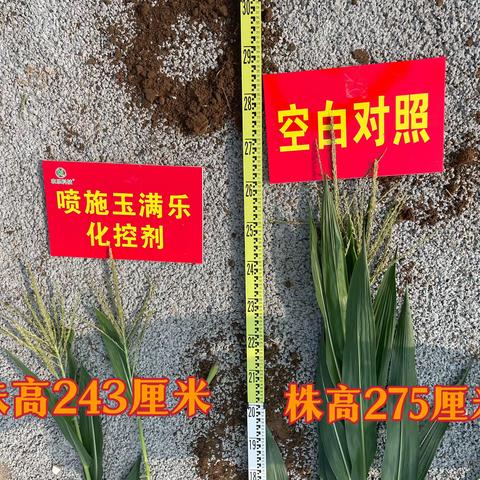 化控剂实验总结（巡天种业）