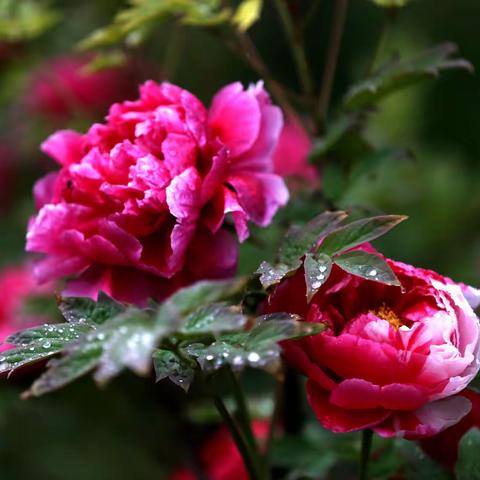 清格浅韵，花事入魂。