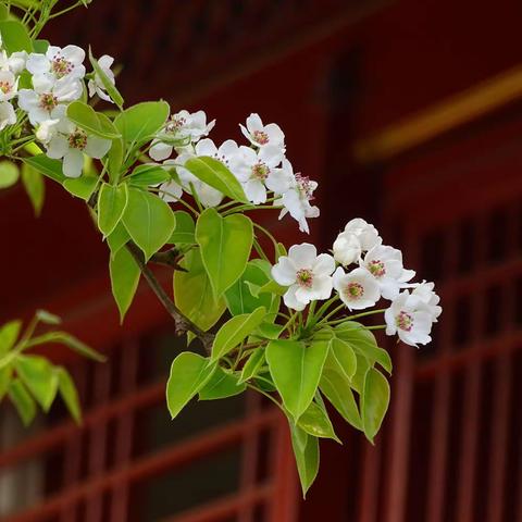 故宫三月