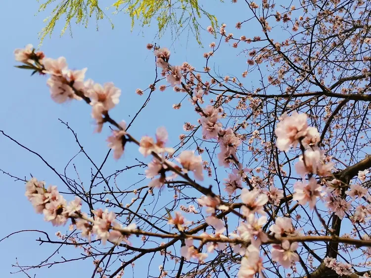 🌺走进祖国2020年的春天🌺