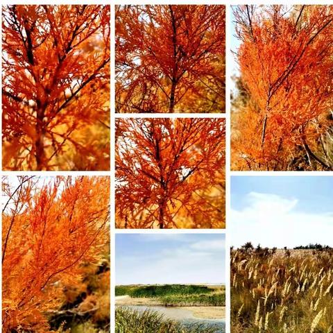 西域沿途 秋韵之光