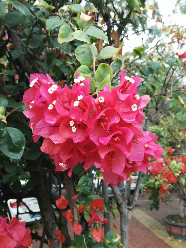 厦门、福州行拍摄的花卉2017年11月26日至30曰在厦门，12月1~2曰在福州