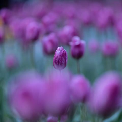 看不够的郁金香