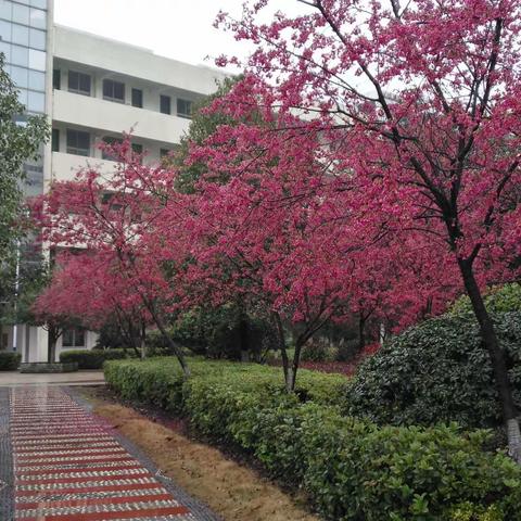 湘南中学1811班新年祝福