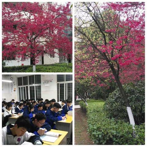 踔厉奋发，樱花灿烂正当时，一一记湘南中学高一年级表彰大会