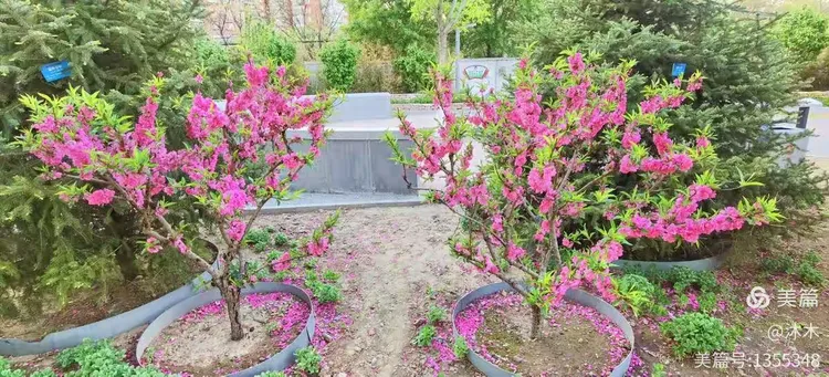 红叶碧桃的种植方法