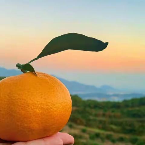 遇见橘子，遇见秋。—— 临师附小二（3）中队